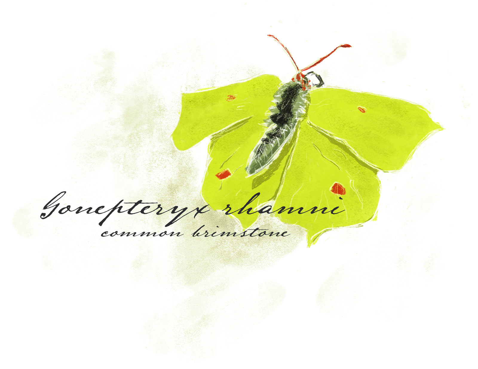 painting of a common brimstone butterfly